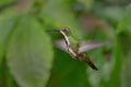 Black-throated Mango - Anthracothorax nigricollis Royalty Free Stock Photo