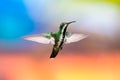 Black-throated Mango hummingbird in flight with wings spread isolated against a colorful background. Royalty Free Stock Photo