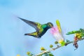 Black-throated Mango hummingbird feeding with a blue background Royalty Free Stock Photo