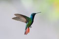 Black-throated Mango hummingbird in flight isolated on gray background Royalty Free Stock Photo