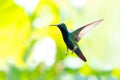 Black-throated Mango hummingbird hovering in the air with bright background Royalty Free Stock Photo