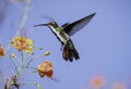 Black-throated Mango hummingbird hovering next to tropical flowers in bright colors Royalty Free Stock Photo