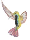 Black-throated mango hummingbird painting