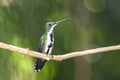 Black-throated Mango (Anthracothorax nigricollis) female Royalty Free Stock Photo