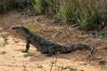 Black Throated Monitor, Varanus a. albigularis, Zimbabwe Royalty Free Stock Photo