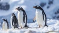 Black-throated Penguins Gather in Snowy Antarctica