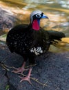 Black-throated Piping-Guan