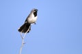 Black-throated Sparrow, Amphispiza bilineata Royalty Free Stock Photo
