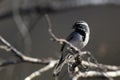 Black-throated Sparrow, Amphispiza bilineata Royalty Free Stock Photo