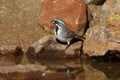 Black-throated sparrow, Amphispiza bilineata Royalty Free Stock Photo