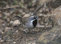 Black-throated Sparrow amphispiza bilineata Royalty Free Stock Photo