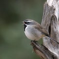 Black-throated Sparrow amphispiza bilineata Royalty Free Stock Photo