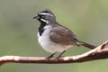 Black-throated Sparrow Amphispiza bilineata