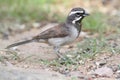 Black-throated Sparrow (Amphispiza bilineata) Royalty Free Stock Photo