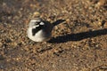 Black-throated Sparrow - Amphispiza bilineata Royalty Free Stock Photo