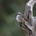 Black-throated Sparrow amphispiza bilineata Royalty Free Stock Photo