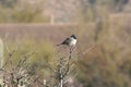 Black-throated Sparrow Amphispiza bilineata Royalty Free Stock Photo