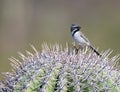Black Throated Sparrow on Cactus Royalty Free Stock Photo