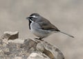 Black-throated sparrow on a rock in the Transitions Wildlife Photography Ranch in Texas.
