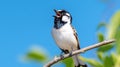 Black-throated sparrow singing on branch against clear blue sky Royalty Free Stock Photo
