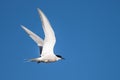 The Black-throated Tern lat. Gelochelidon nilotica, species of Royalty Free Stock Photo