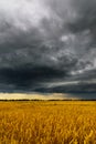 Black thunderstorm cloud above the wheat field Royalty Free Stock Photo