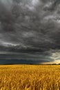Black thunderstorm cloud above the wheat field Royalty Free Stock Photo