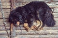 Black Tibetan dog are chained and sickly poorly. Royalty Free Stock Photo