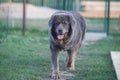 Black Tibetan Mastiff. Beautiful big dog