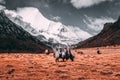 Black tibetan yaks in a pasture at snow mountains with dark clouds background