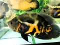 Black tiger Oscar fish with orange patch diving in the glass tank