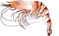 Black Tiger Prawn Royalty Free Stock Photo