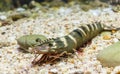 Black tiger prawn Royalty Free Stock Photo