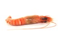 Black Tiger Shrimp Royalty Free Stock Photo