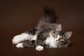 Black tiger siberian cat Royalty Free Stock Photo