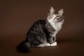 Black tiger siberian cat Royalty Free Stock Photo