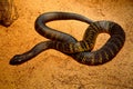 Black tiger snake Notechis ater humphreysi Royalty Free Stock Photo