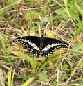 Black Tiger Swallowtail Butterfly rests on FingerLakes NYS field grass Royalty Free Stock Photo