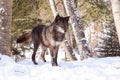 Black timber wolf at alert in snow