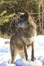 Black timber wolf on lead Royalty Free Stock Photo