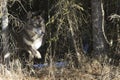 Black timber wolf leaving den