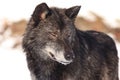 Black timber wolf portrait