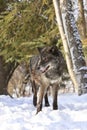 Black timber wolf portrait Royalty Free Stock Photo