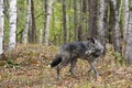 A black timber wolf walking in forest during the fall.