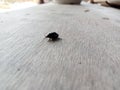 black tiny insect on wood table