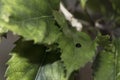 Black ladybug walking around in nature. Detailed close-up. Royalty Free Stock Photo