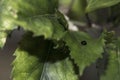 Black ladybug walking around in nature. Detailed close-up. Royalty Free Stock Photo