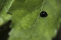 Black ladybug walking around in nature. Detailed close-up. Royalty Free Stock Photo