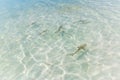 Black tip reef shark in Maldives pristine water hunting in group Royalty Free Stock Photo