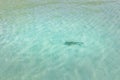 Reef shark in the shallow water in Maldives. Tropical ocean lagoon. sunny sand, pristine sea Royalty Free Stock Photo